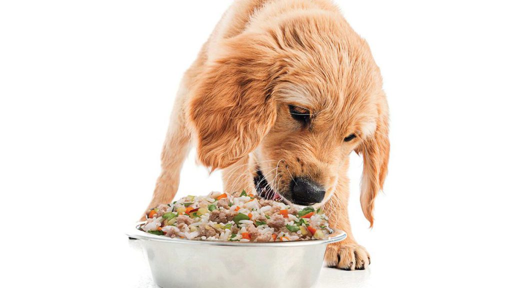 آلرژی یا حساسیت‌های غذایی در سگ