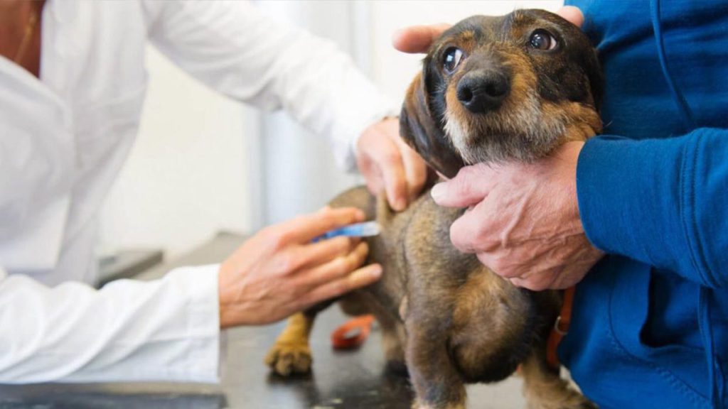 درمان پاروویروس سگ