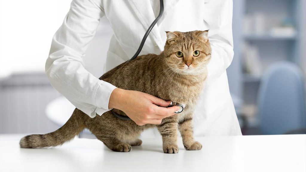 درمان یبوست گربه توسط دامپزشک