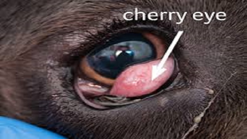 بیماری چشم گیلاسی در سگ
