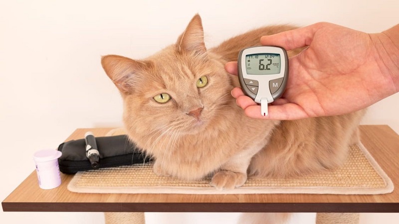 دیابت در گربه‌