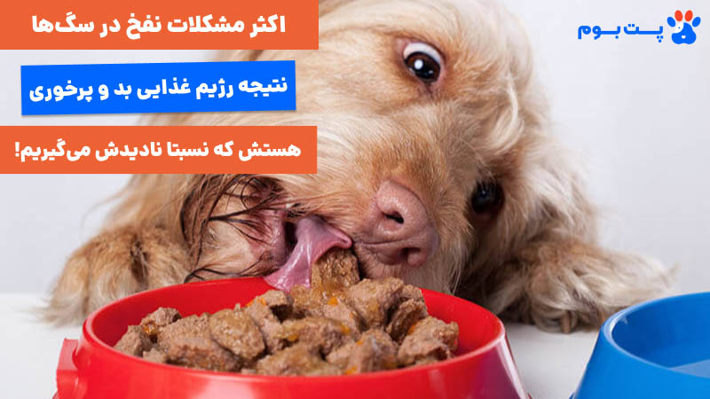اکثر مشکلات نفخ در سگ‌ها ناشی از رژیم غذایی بد و پرخوری هستش