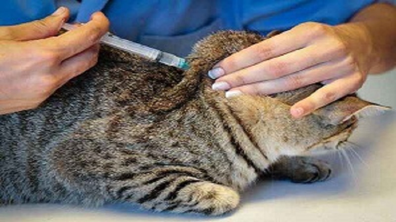 درمان دیابت در گربه