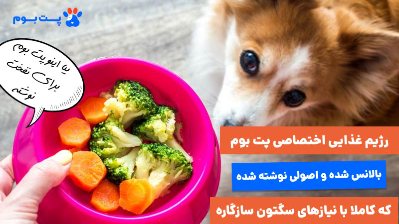 رژیم غذایی اختصاصی پت بوم برای درمان نفخ سگ