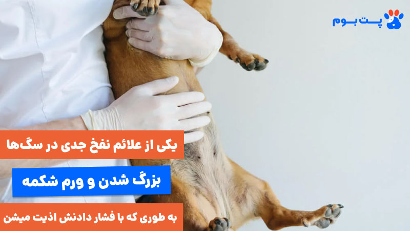 یکی از علائم نفخ جدی در سگ‌ها بزرگ شدن و ورم شکمه