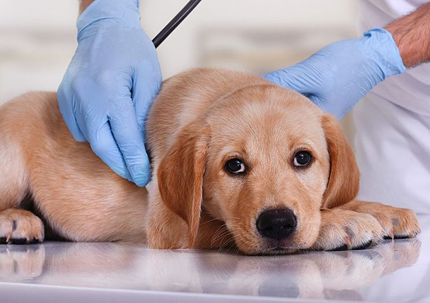 انواع انگل سگ همراه با علائم + درمان