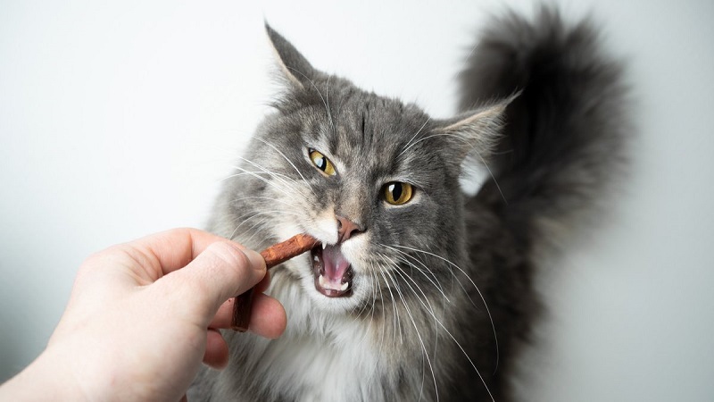 دنتال برای سلامت دندان گربه