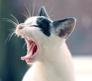 عطسه گربه