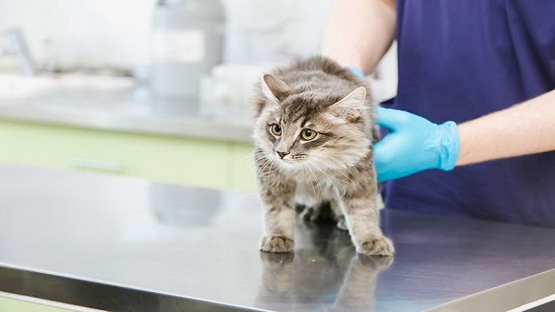 مشاوره با دامپزشک برای عطسه گربه