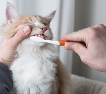 مسواک زدن گربه