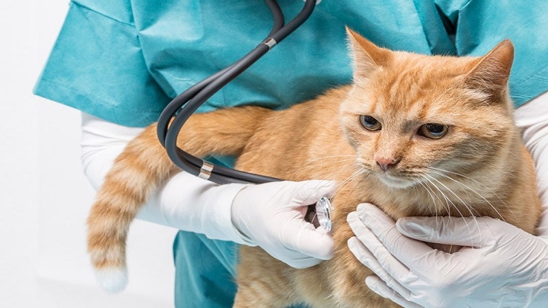 چکاپ گربه توسط دامپزشک