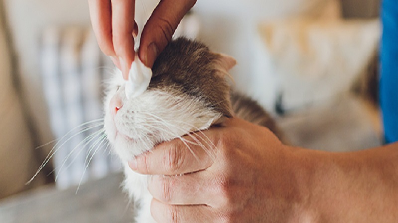 درمان خانگی بیماری چشمی گربه