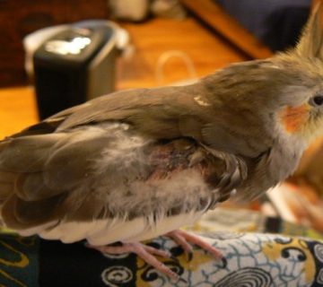 پرکنی در عروس هلندی