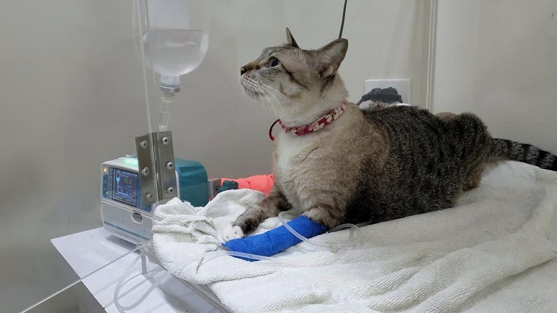 درمان اسهال در گربه