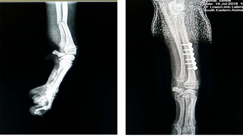 تشخیص شکستگی پا در سگ