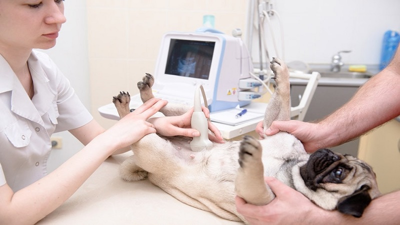 تشخیص بارداری توسط سونوگرافی در سگ