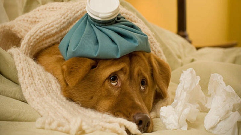درمان سرما خوردگی سگ