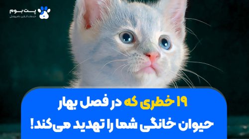 خطرات فصل بهار برای حیوانات خانگی