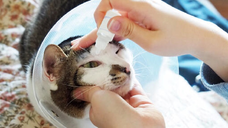 مراقبت از گربه با بیماری چشمی 
