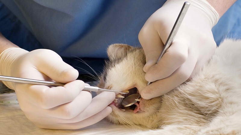 چکاپ دندان پزشکی برای گربه