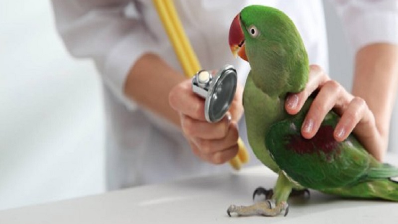 ویزیت پرنده توسط دامپزشک