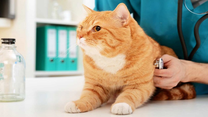 معاینه دامپزشکی گربه