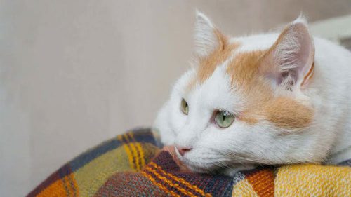 ژیاردیازیس در گربه