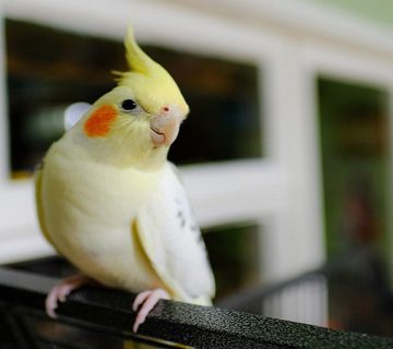 افسردگی عروس هلندی