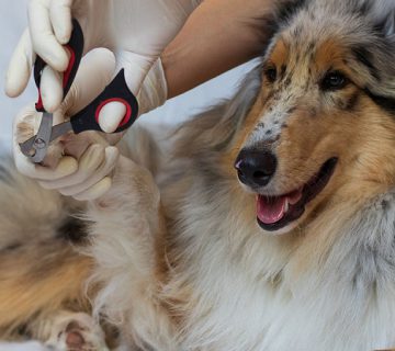 ناخن گرفتن سگ