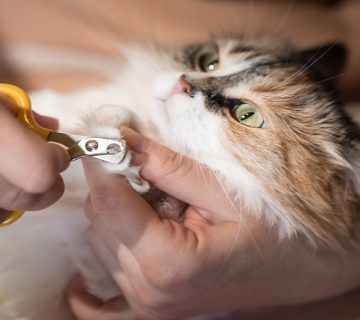 کوتاه کردن ناخن گربه