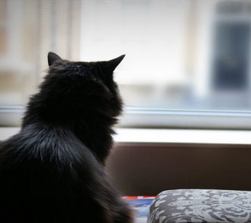 قهر کردن گربه