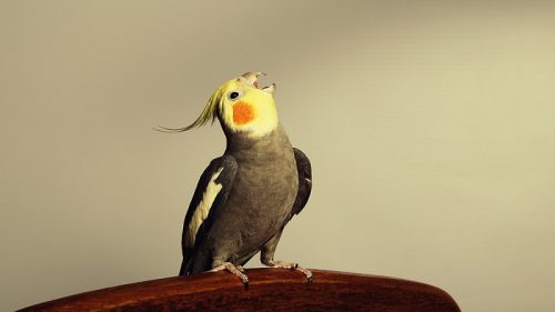 جیغ زدن عروس هلندی