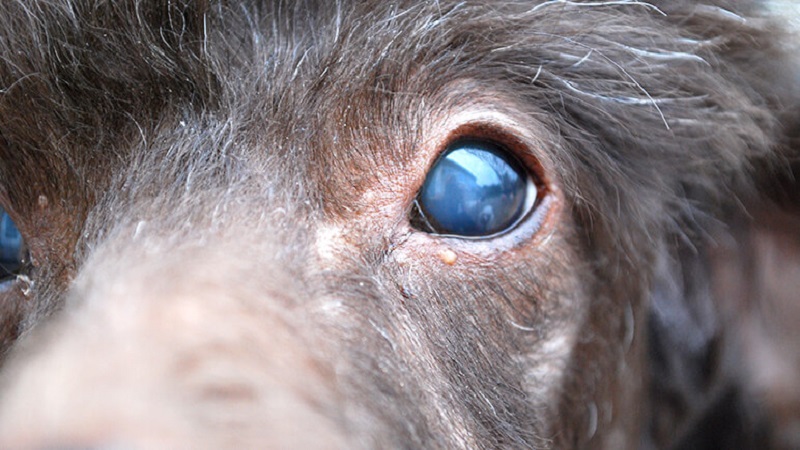 علائم بیماری هپاتیت در سگ