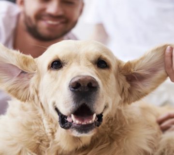 تمیز کردن گوش سگ