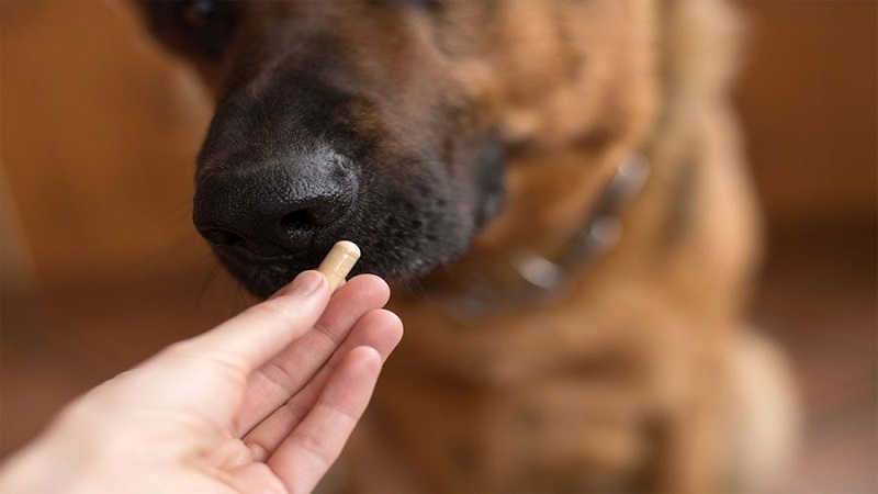 درمان کیست هیداتیک در سگ