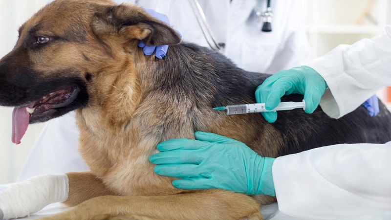 واکسیناسیون سگ