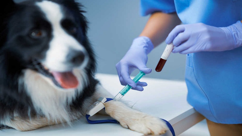تشخیص و درمان بی‌حالی سگ