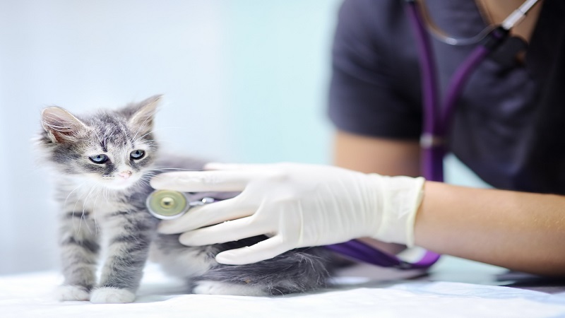ویزیت گربه توسط دامپزشک