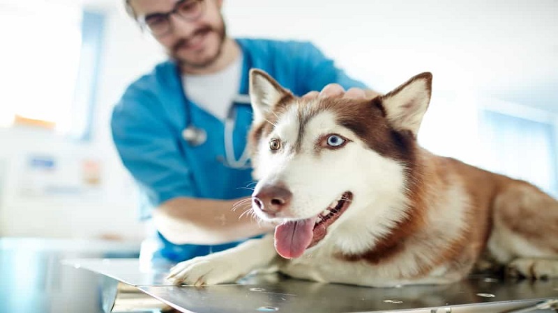 چکاپ سگ توسط دامپزشک