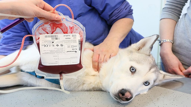 انتقال خون در سگ‌ها
