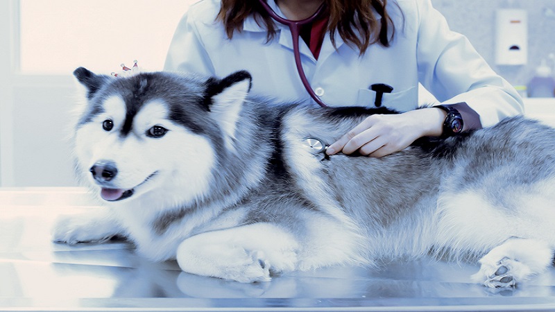 معاینه سگ توسط دامپزشک
