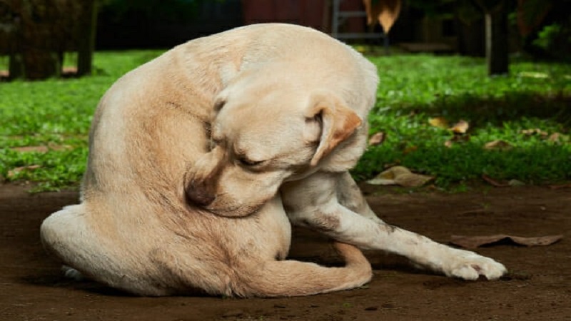 علائم کیست هیداتیک در سگ