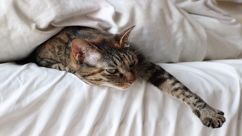چرا گربه‌ها زود از خواب بیدار می‌شوند