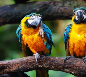 بیماری پاچکو در پرندگان