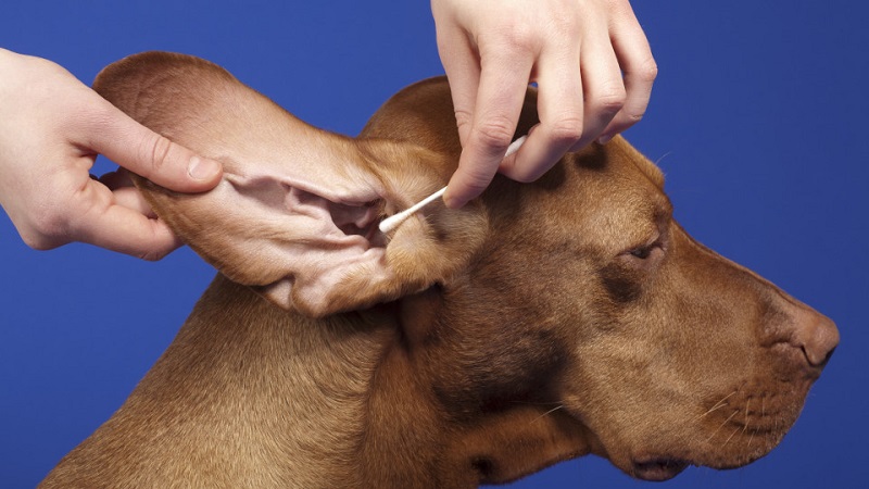 تمیز کردن گوش سگ با استفاده از گوش پاک کن مخصوص