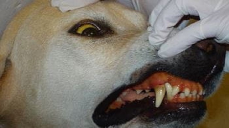 علائم بیماری لپتوسپیروز در سگ