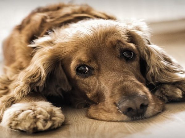بیماری هپاتیت عفونی سگ