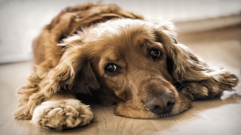 بیماری هپاتیت عفونی سگ