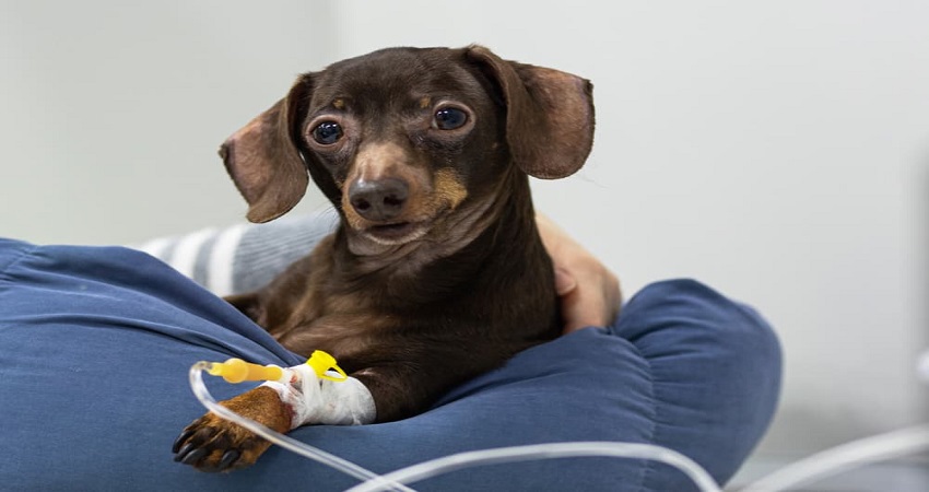 درمان دیستمپر در سگ