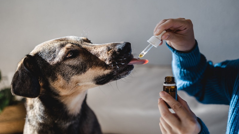 درمان بیماری کنل کاف سگ